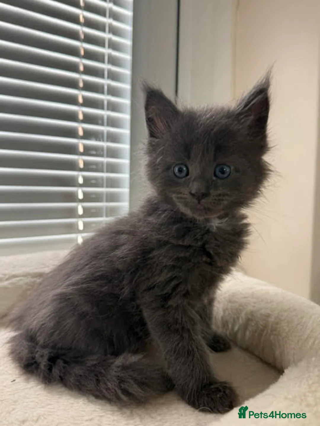 Maine Coon cats for sale: TICA Registered Maine Coon Kittens Reserve now - Advert 2