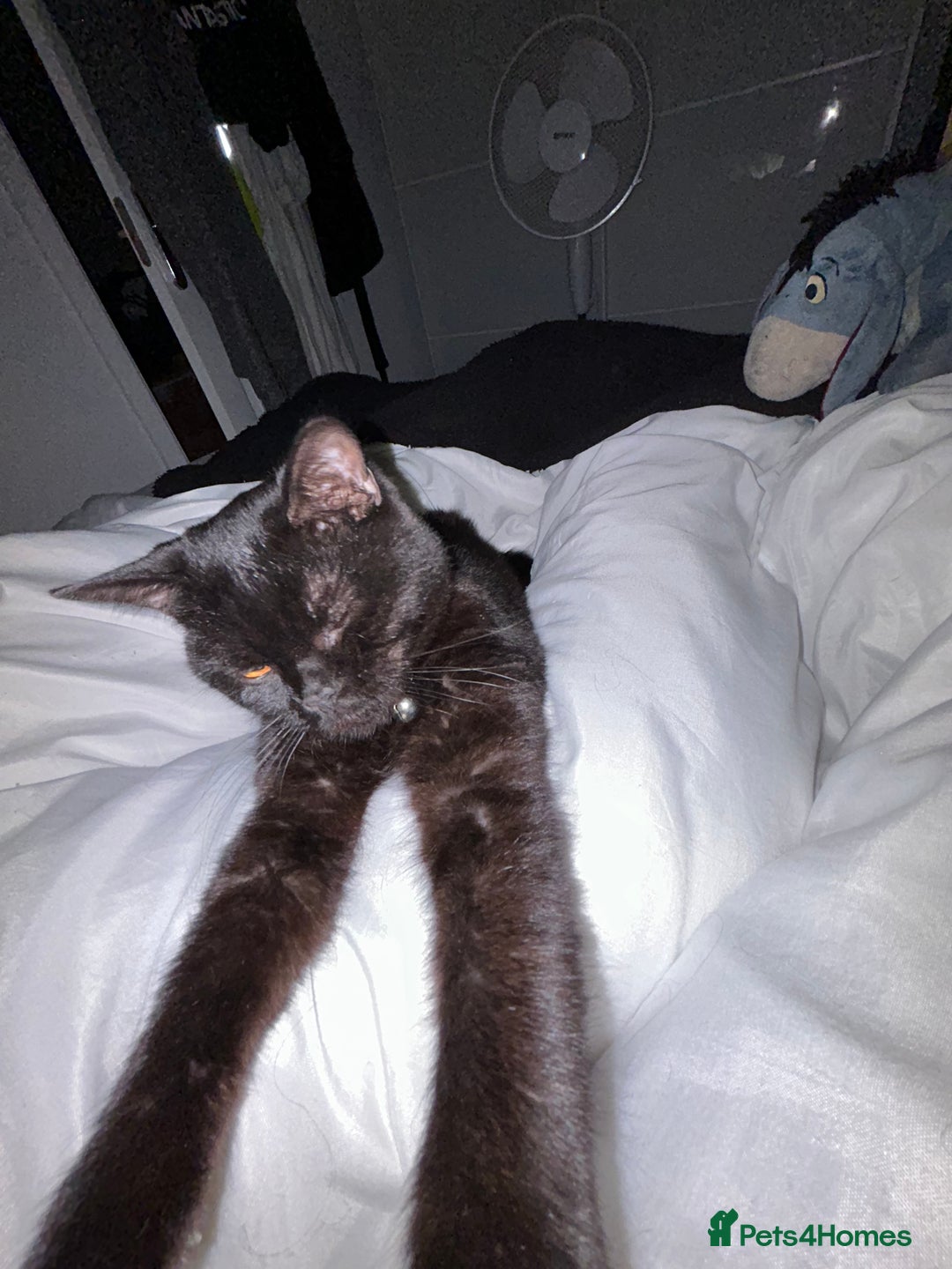 British Shorthair cats for sale: Young Male British Shorthair (Indoor Cat) - Image 8
