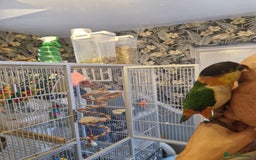Parrots birds for sale: Caiques  - Image 6