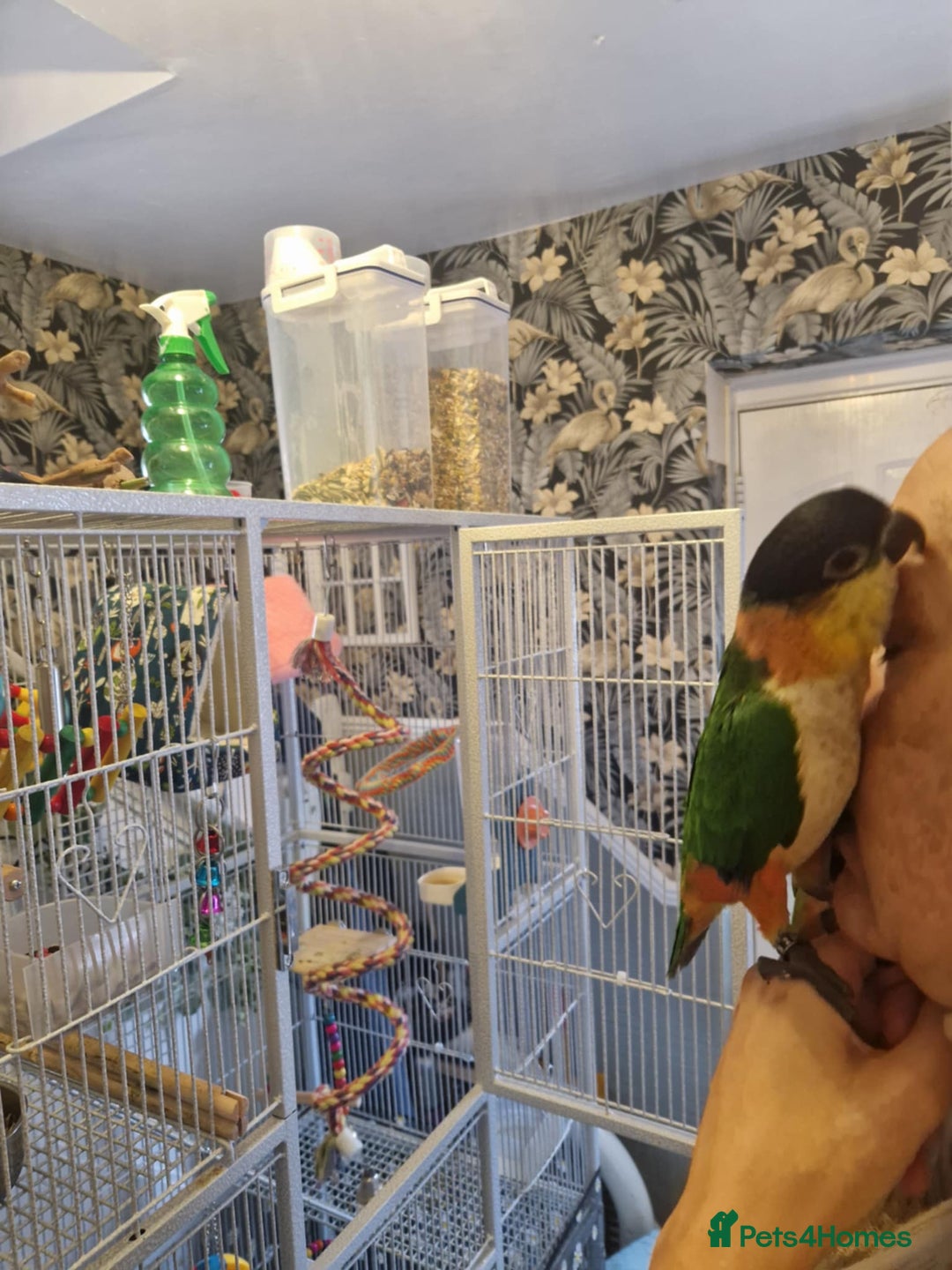 Parrots birds for sale: Caiques  - Image 6