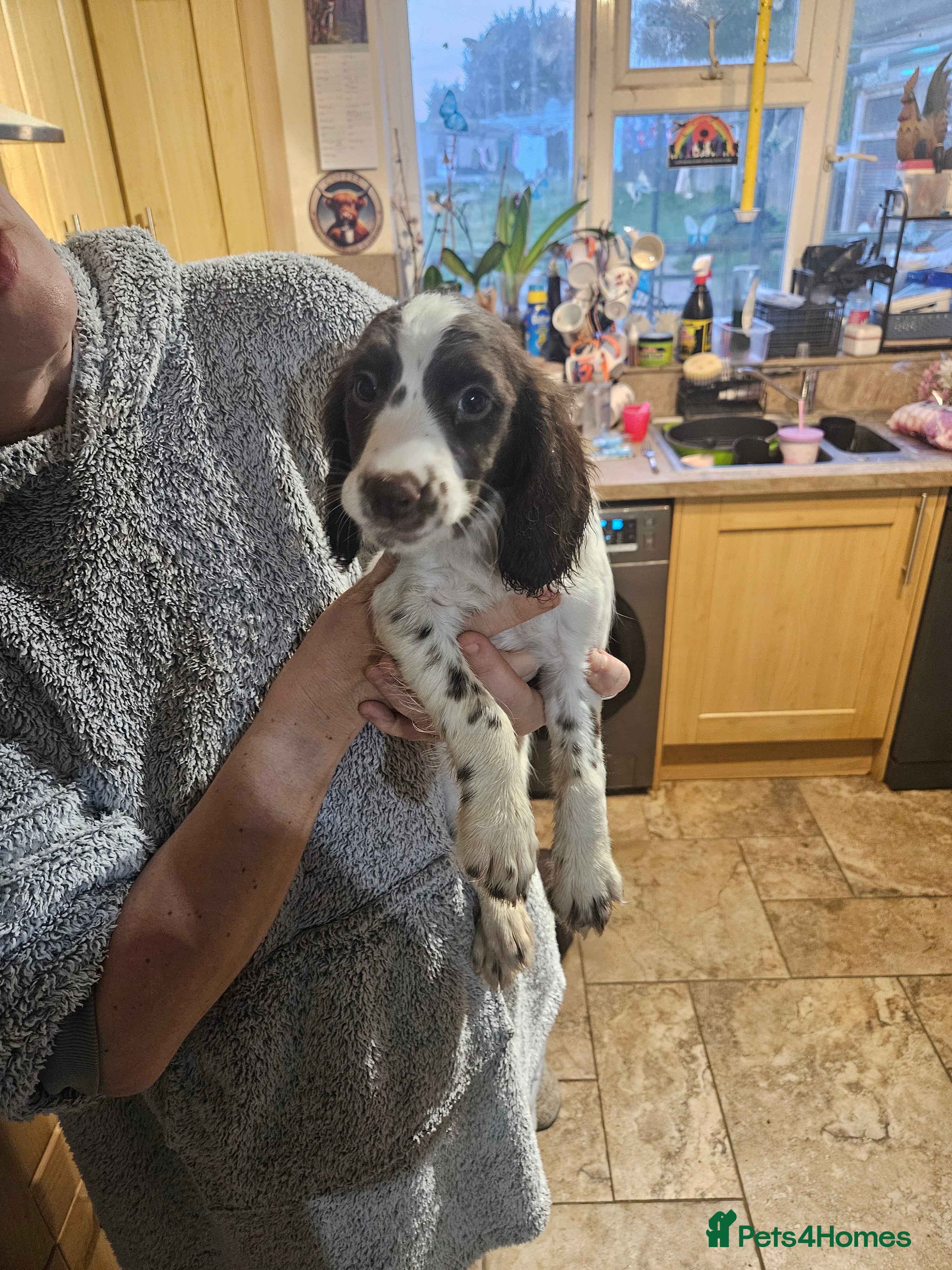 Sprocker dogs 7 stunning sprocker pups - Advert 2