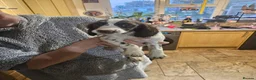 Sprocker dogs for sale: 7 stunning sprocker pups LAST 3 BOYS - Advert 32