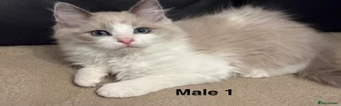 Ragdoll Kitten 1