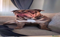 English Bulldog dogs for stud: Stud ready  - Image 2