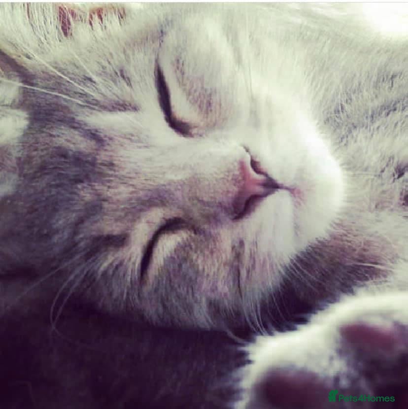 Mixed Breed cats MOLLY is looking forever home! - Advert 17