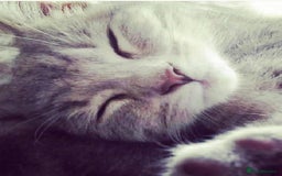 Mixed Breed cats for sale: MOLLY is looking forever home! - Image 1