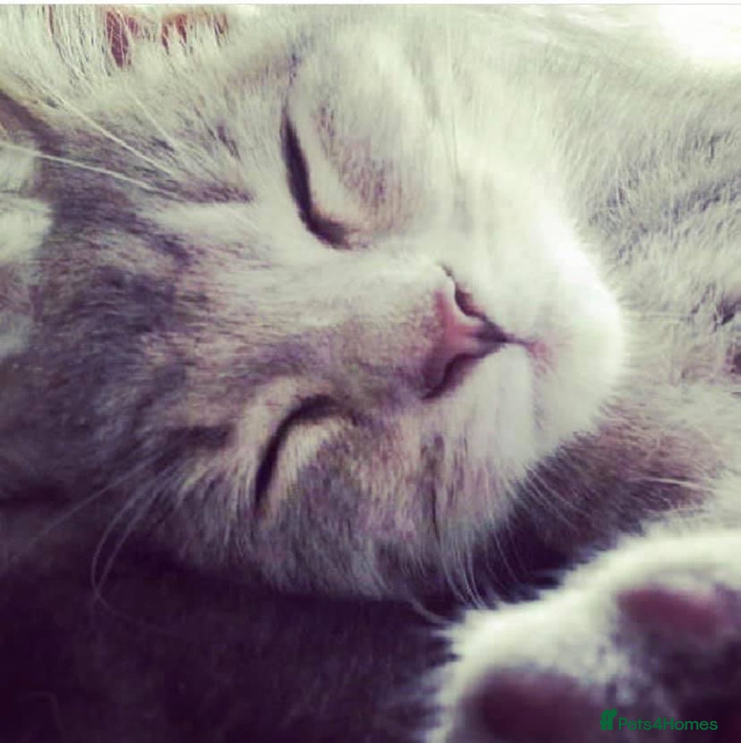 Mixed Breed cats for sale: MOLLY is looking forever home! - Image 1