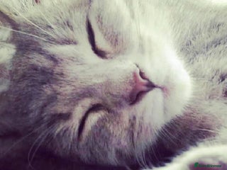 Mixed Breed cats - Advert 29