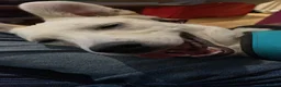 Mixed Breed dogs for adoption: ❤️🐶 TOSCA – A LITTLE RAY OF SUNSHINE in Nottingham - Advert 17