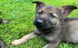 German Shepherd dogs for sale: German Shepherd Pups  - Image 34