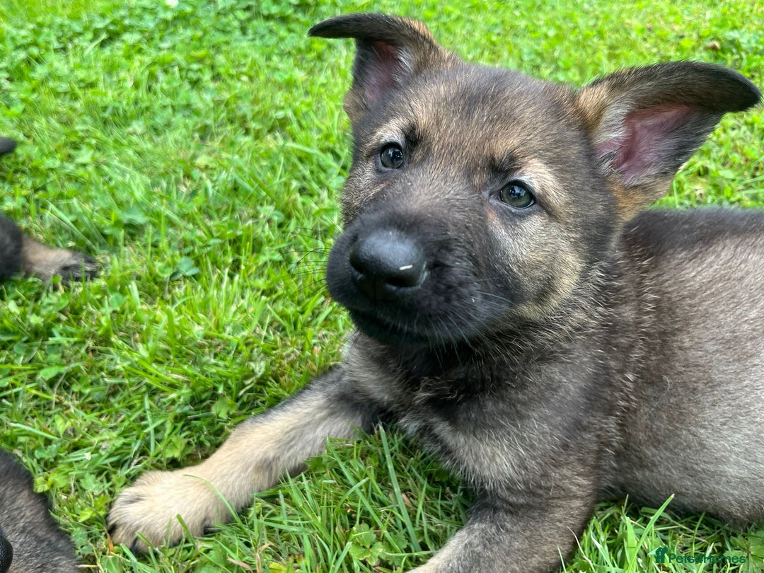 German Shepherd dogs for sale: German Shepherd Pups  - Image 34