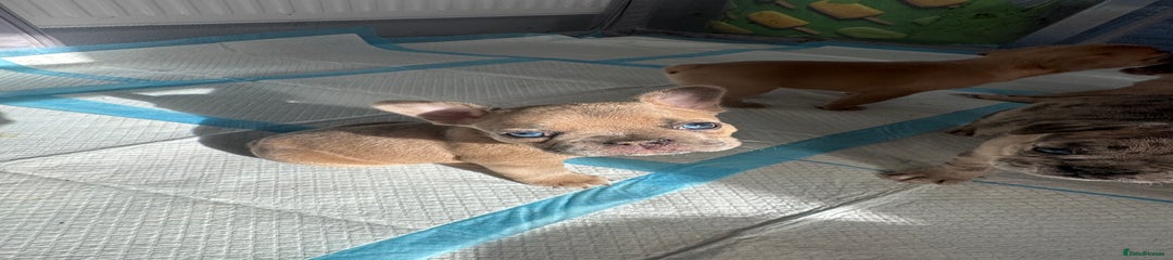 French Bulldog Puppy 1