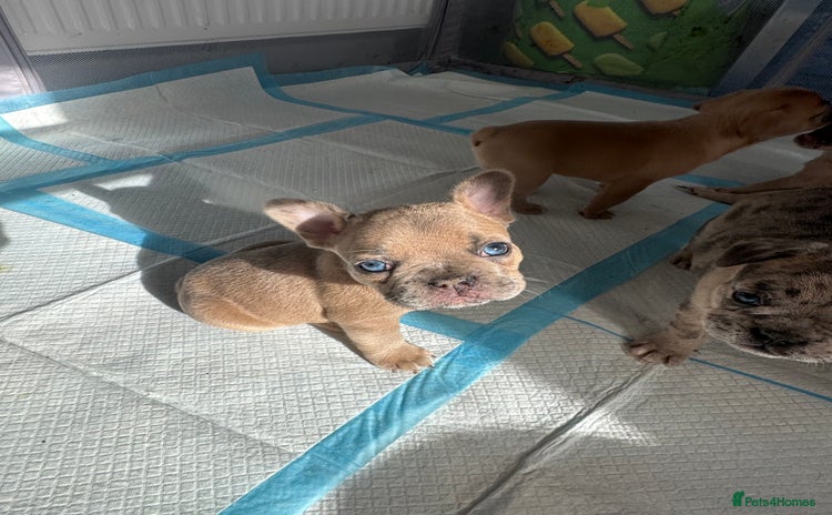 French Bulldog dogs - Advert 1