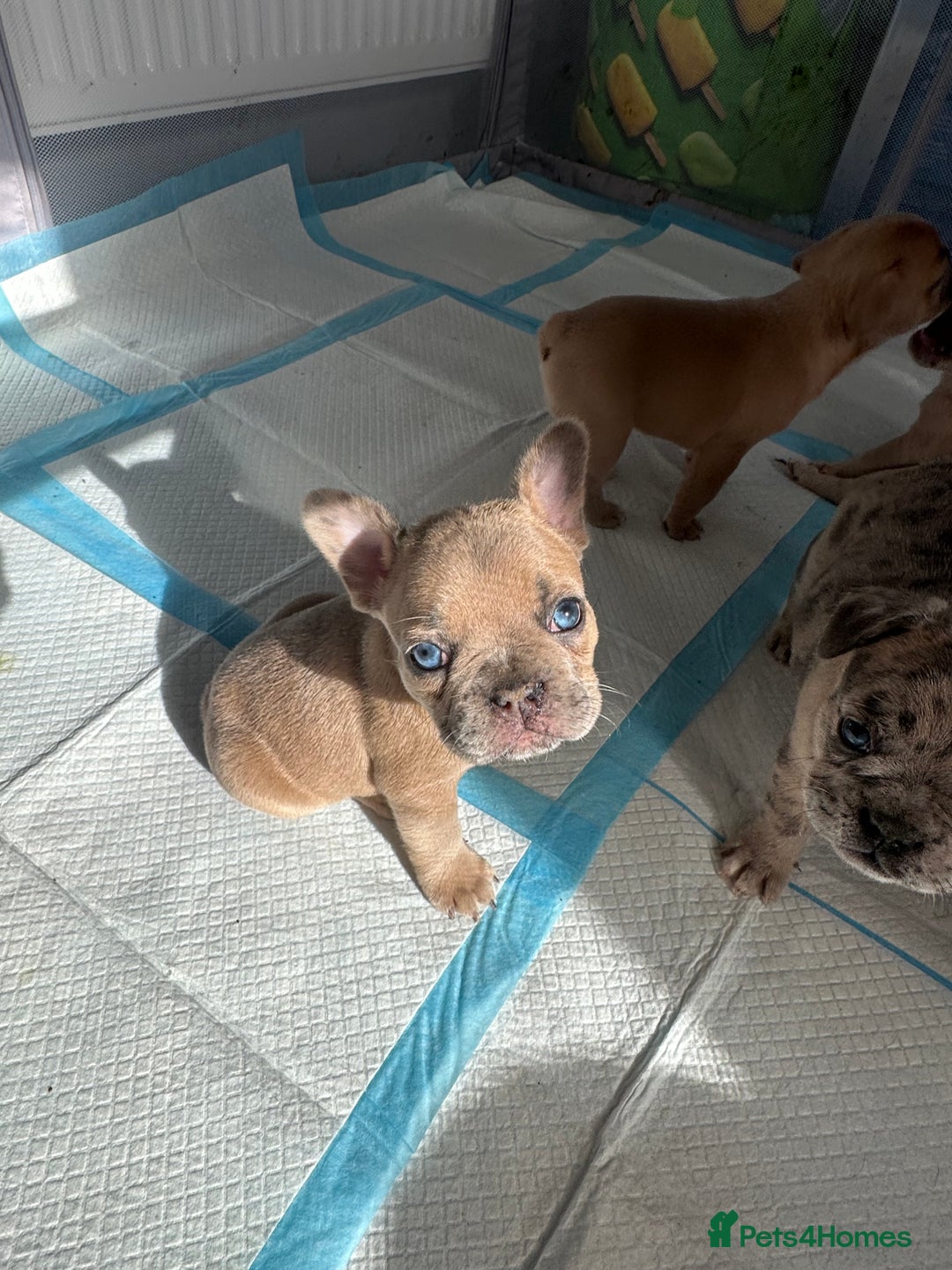 French Bulldog dogs for sale: French bulldog puppies - Image 1