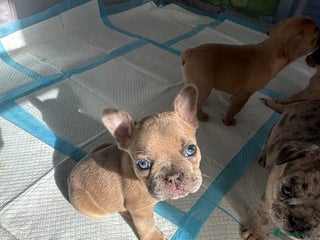 French Bulldog dogs - Advert 27