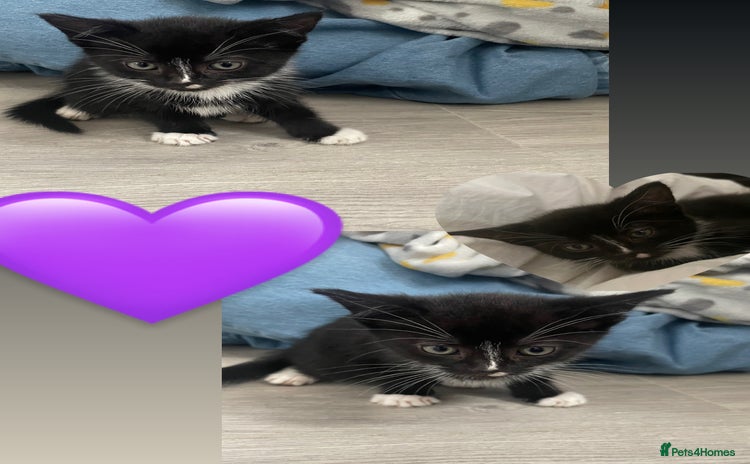 Mixed Breed cats - Advert 13