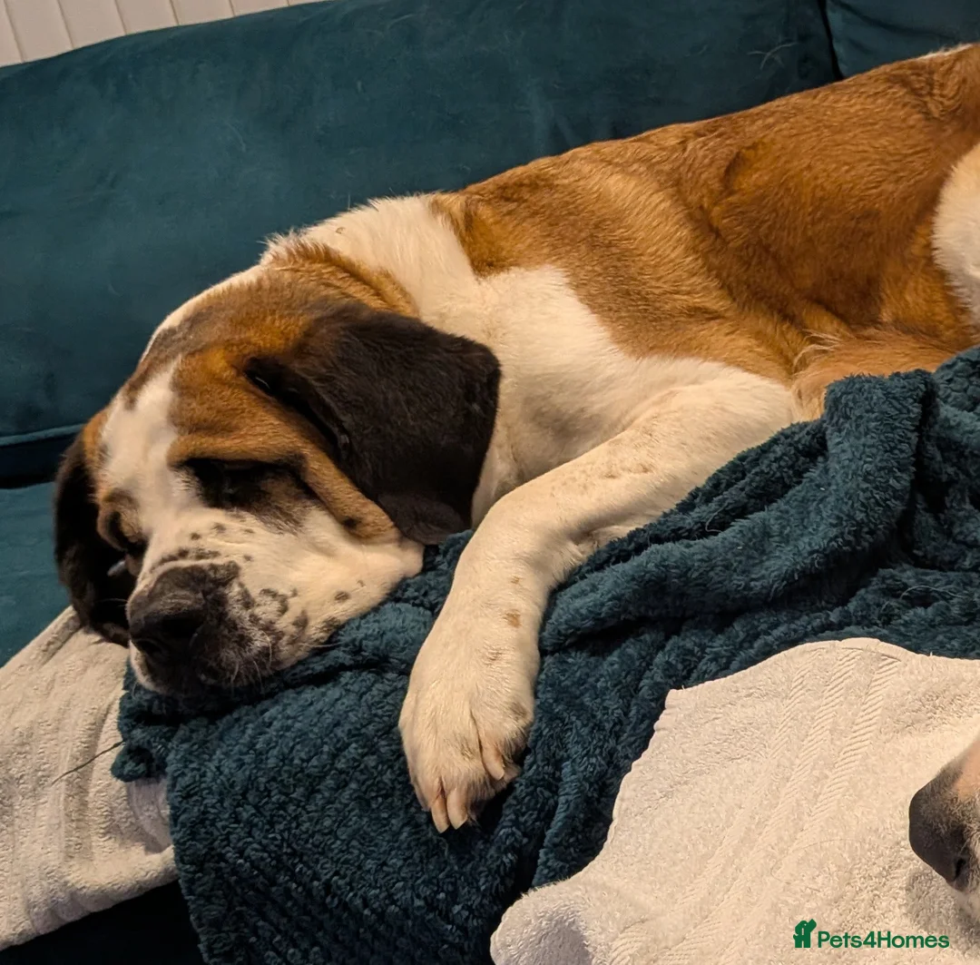 Saint Bernard dogs for sale: Available to the best home only ! - Advert 2