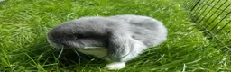 Mini Lop rabbits for sale: Gorgeous Mini Lops  - Advert 11