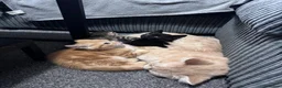 Mixed Breed cats for sale: American bobtail/tortoise shell  - Advert 10