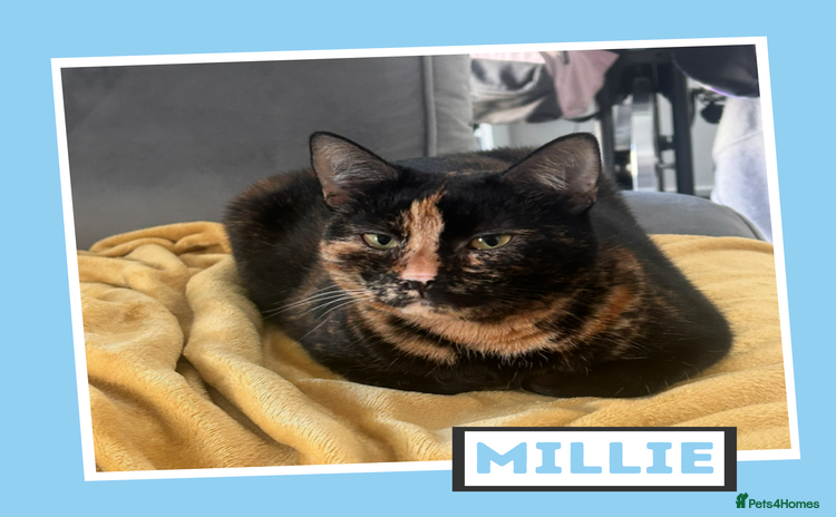 Mixed Breed cats - Advert 1