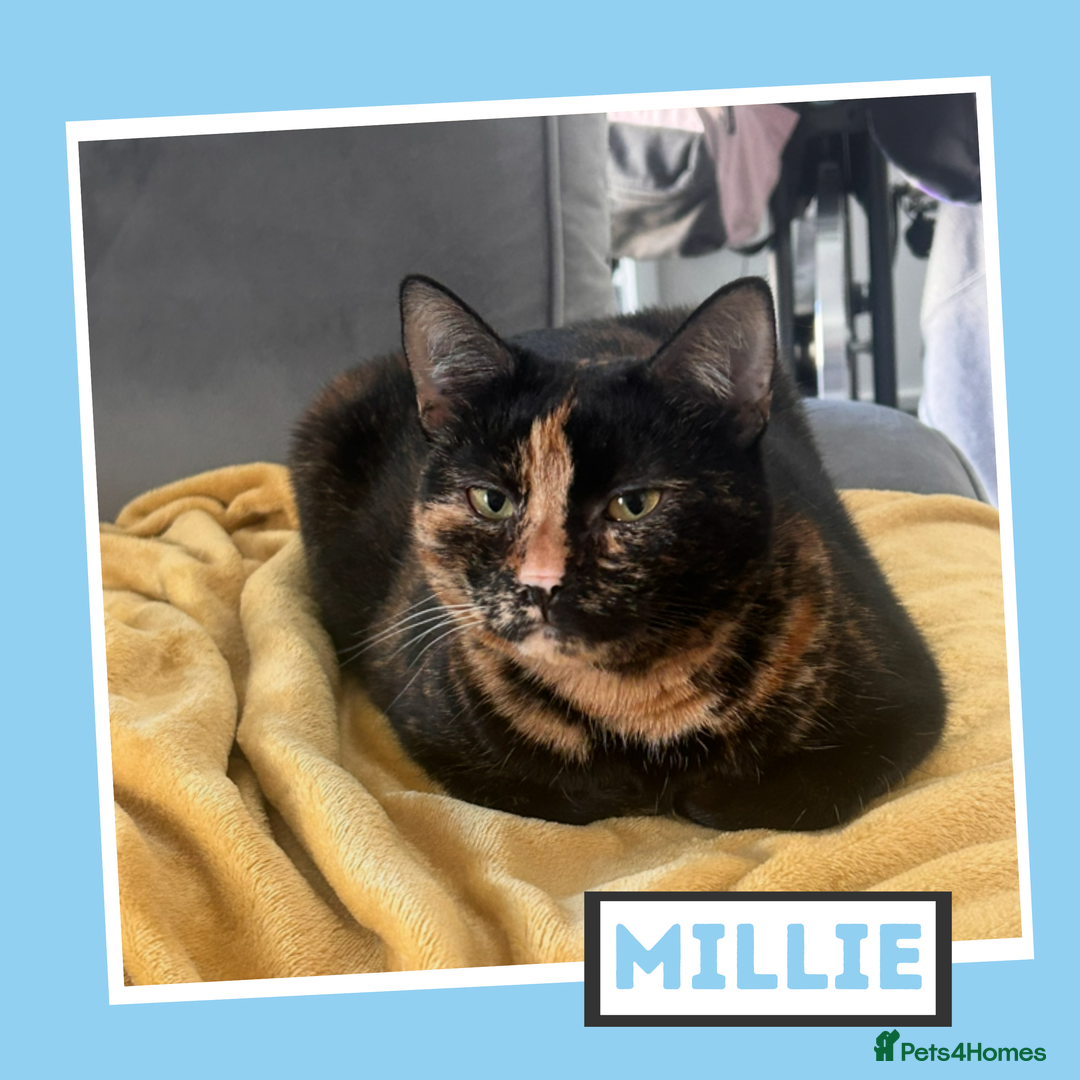 Mixed Breed cats for adoption: Tortitude in a Small Bod - Image 1