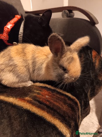 Dwarf Lop rabbits - Advert 2
