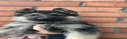 German Shepherd dogs for sale: READY NEXT WEEK working shepherd puppies - Advert 26