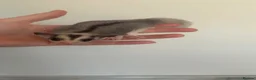 Sugar Glider rodents for sale: Female mosaic sugar glider  - Advert 5