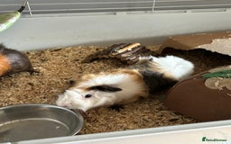 Guinea Pig rodents for sale: Pair of brothers  - Image 2