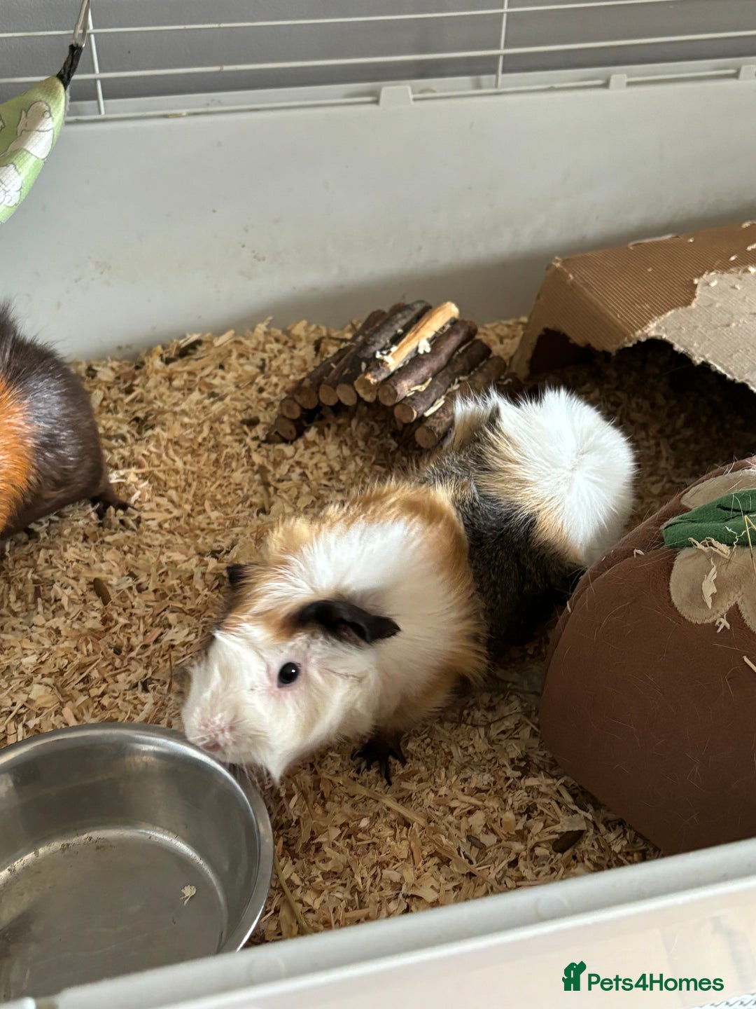 Guinea Pig rodents for sale: Pair of brothers  - Image 2