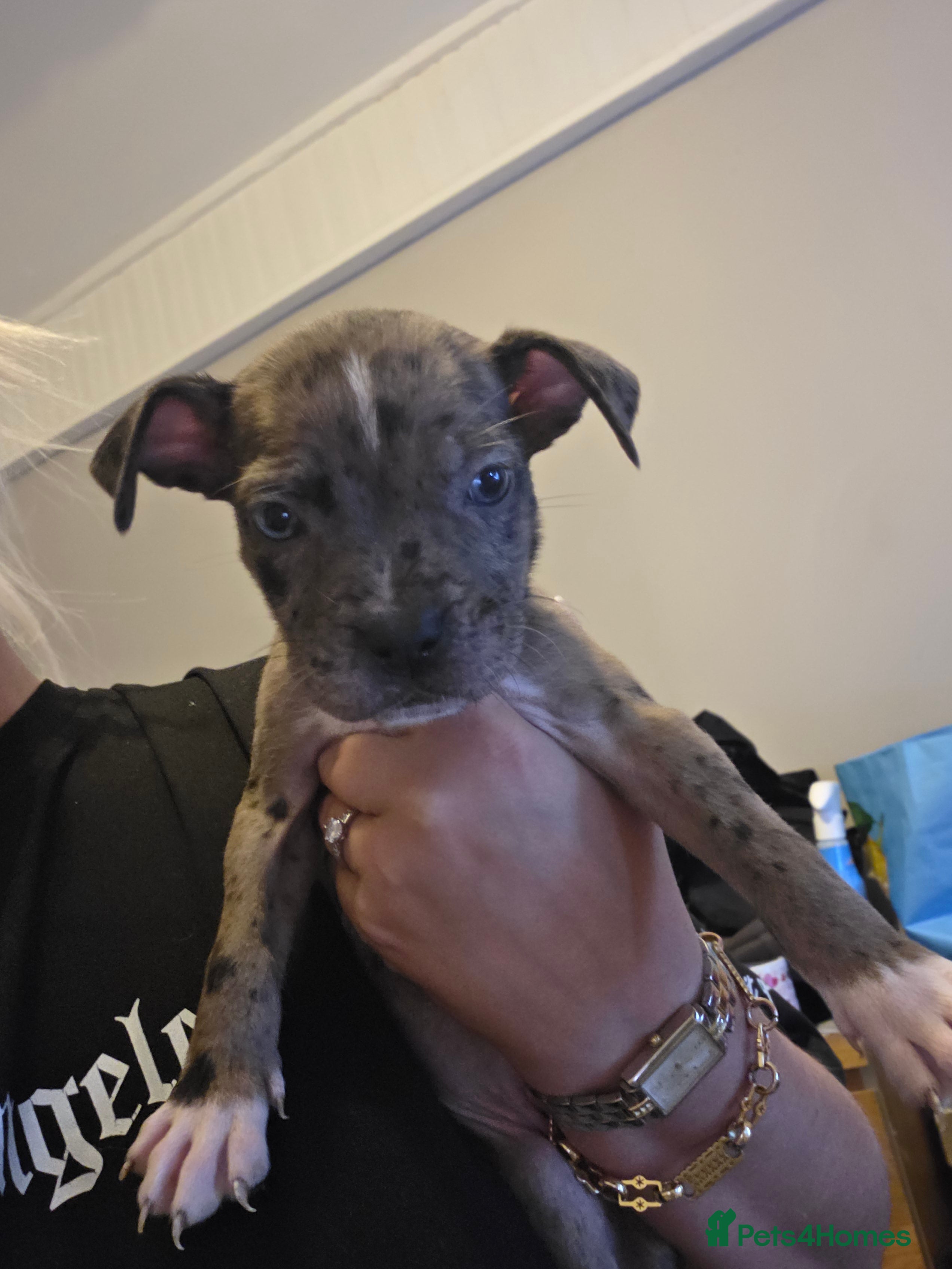 Mixed Breed dogs Puppies - Advert 13