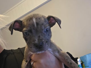 Mixed Breed dogs Puppies - Advert 2