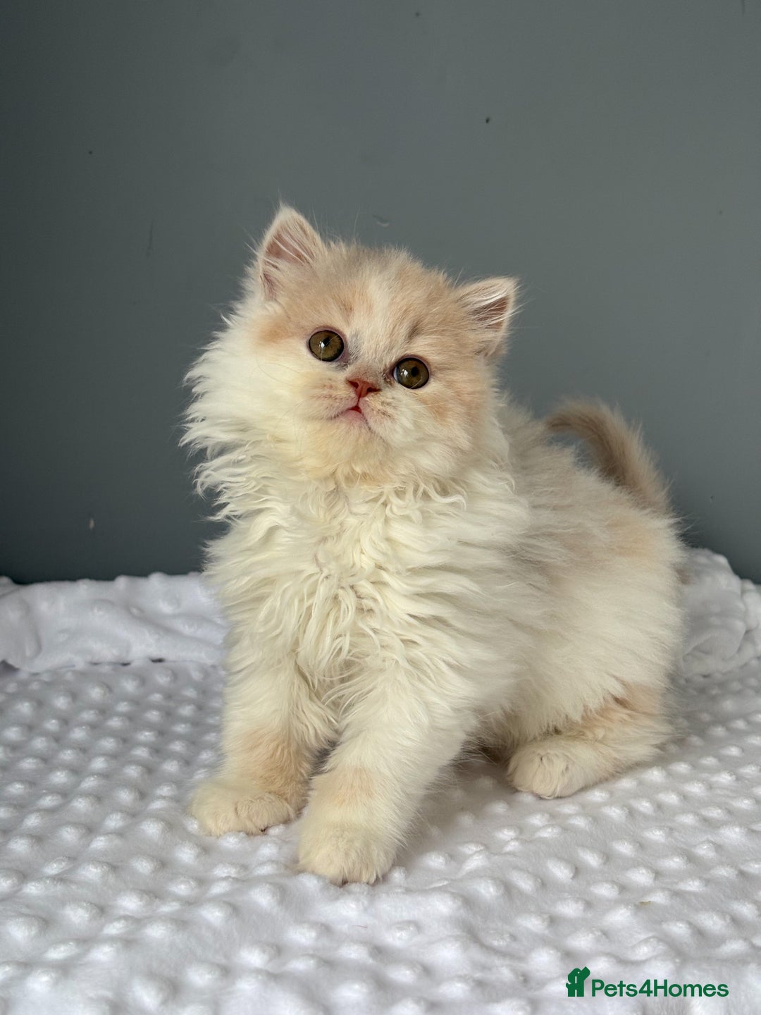British Longhair cats for sale: Gccf registered Beautiful lilac tortie and white  - Advert 2