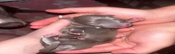 Mixed Breed dogs for sale: Whippet x Italian Greyhound Puppies  - Advert 11