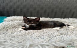 Maine Coon cats for sale: 8 weeks old 4 male 1 female ready to go new homes  - Image 19