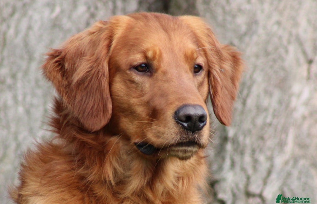 Golden Retriever dogs for sale: Perfect Golden Retriever Pups due 21st November!  - Image 3