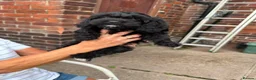 Cavapoo dogs for sale: ⭐️4 Stunning little black cavapoos⭐️ - Advert 28