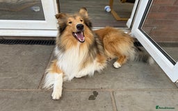 Rough Collie dogs for sale: KC Reg Unaffected Rough Collie Puppies - Image 6