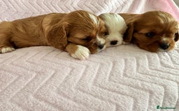 Cavalier King Charles Spaniel dogs for sale: Beautiful Ruby and Blenheim cavalier puppies - Image 1