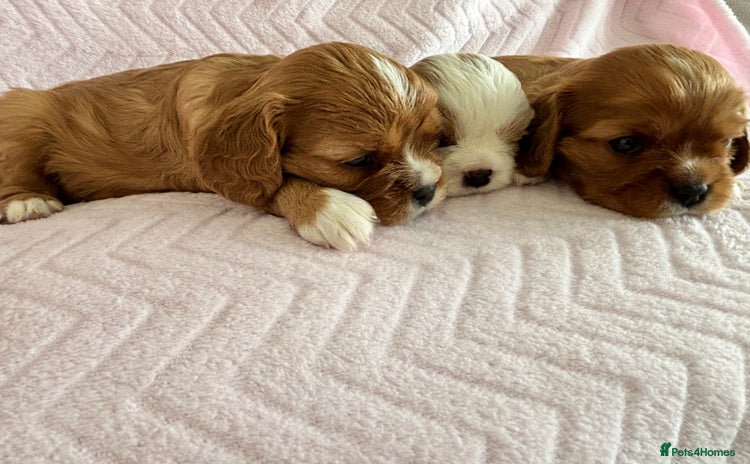 Cavalier King Charles Spaniel dogs - Advert 1