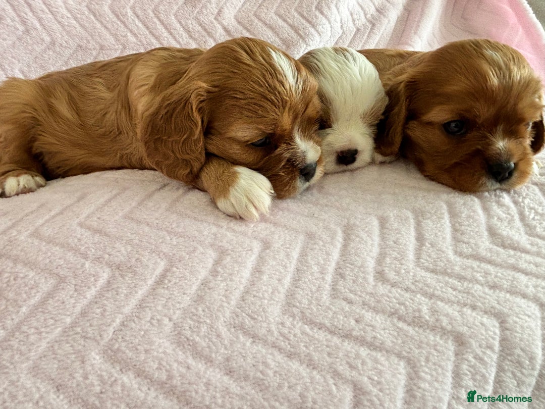 Cavalier King Charles Spaniel dogs for sale: Beautiful Ruby and Blenheim cavalier puppies - Image 1