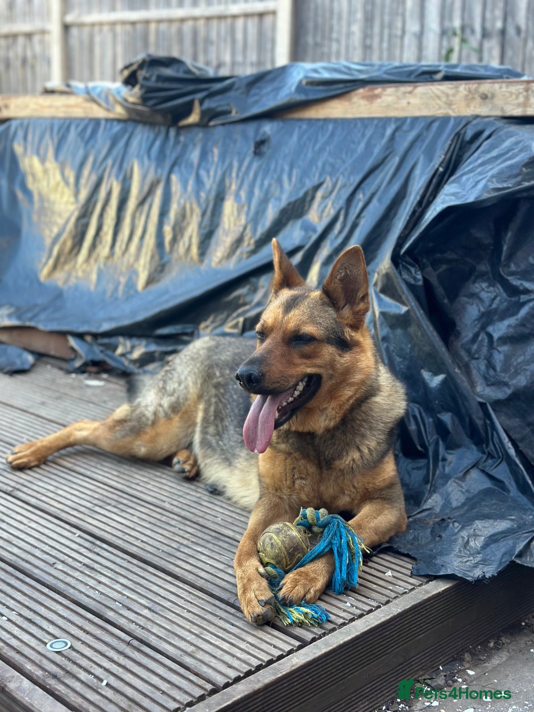 Mixed Breed dogs for sale: 2 year old mixed German Shepard  - Advert 3
