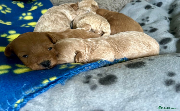 Maltipoo dogs - Advert 2