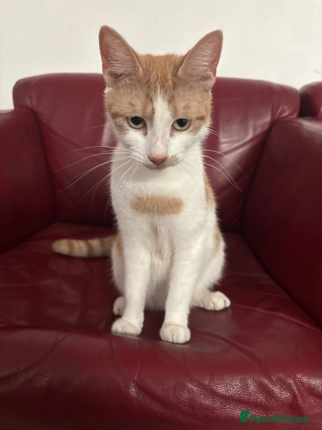 Mixed Breed cats for sale: 3 Ginger & White Kittens Ready for Loving Homes - Advert 10