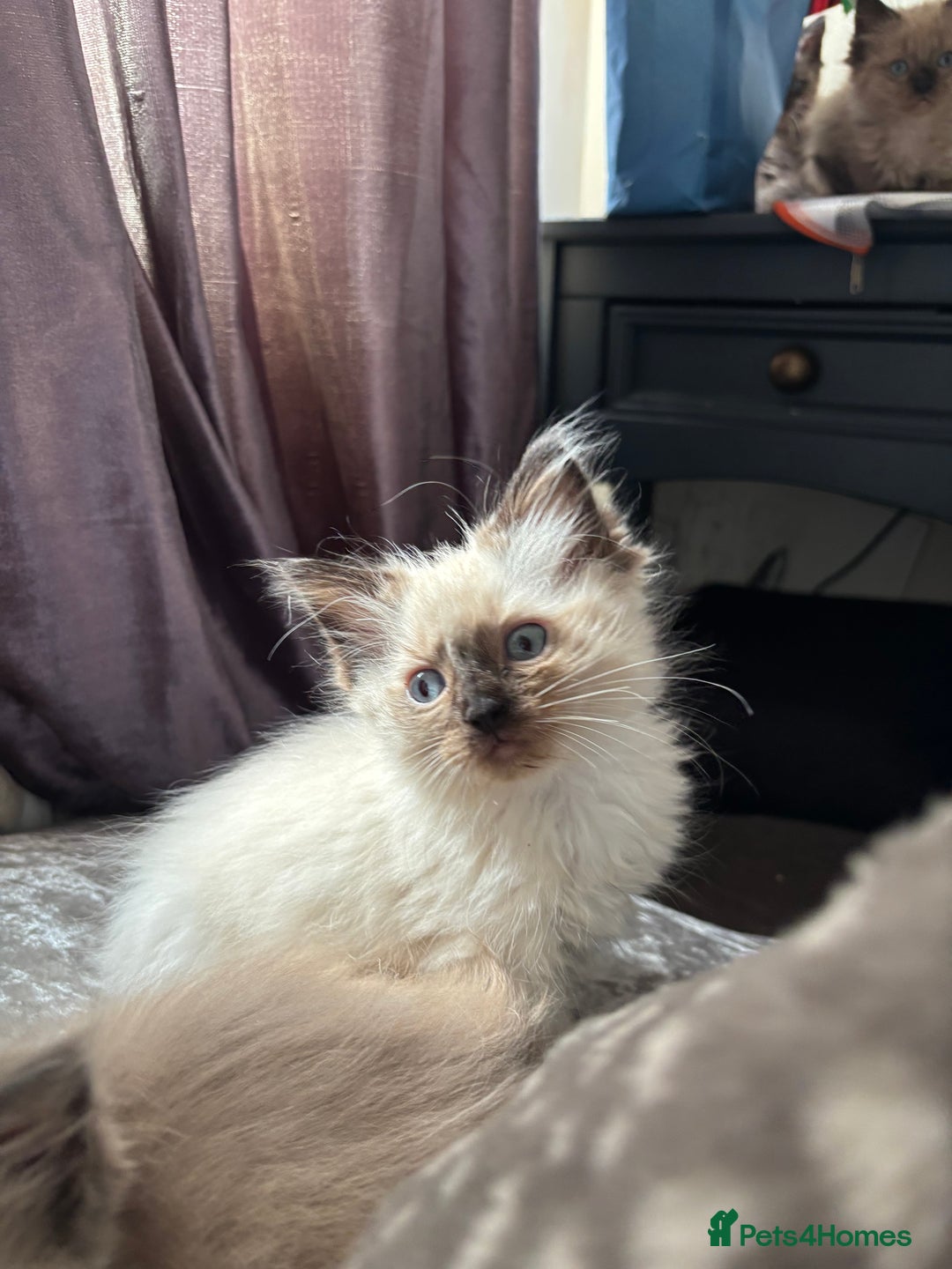 Ragdoll cats for sale: Mink Ragdoll kittens  - Image 7