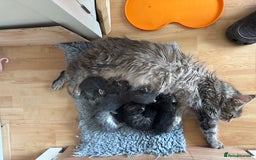 Mixed Breed cats for sale: Mainecoon cross male kittens for sale - Image 3