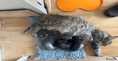 Mixed Breed cats - Advert 14
