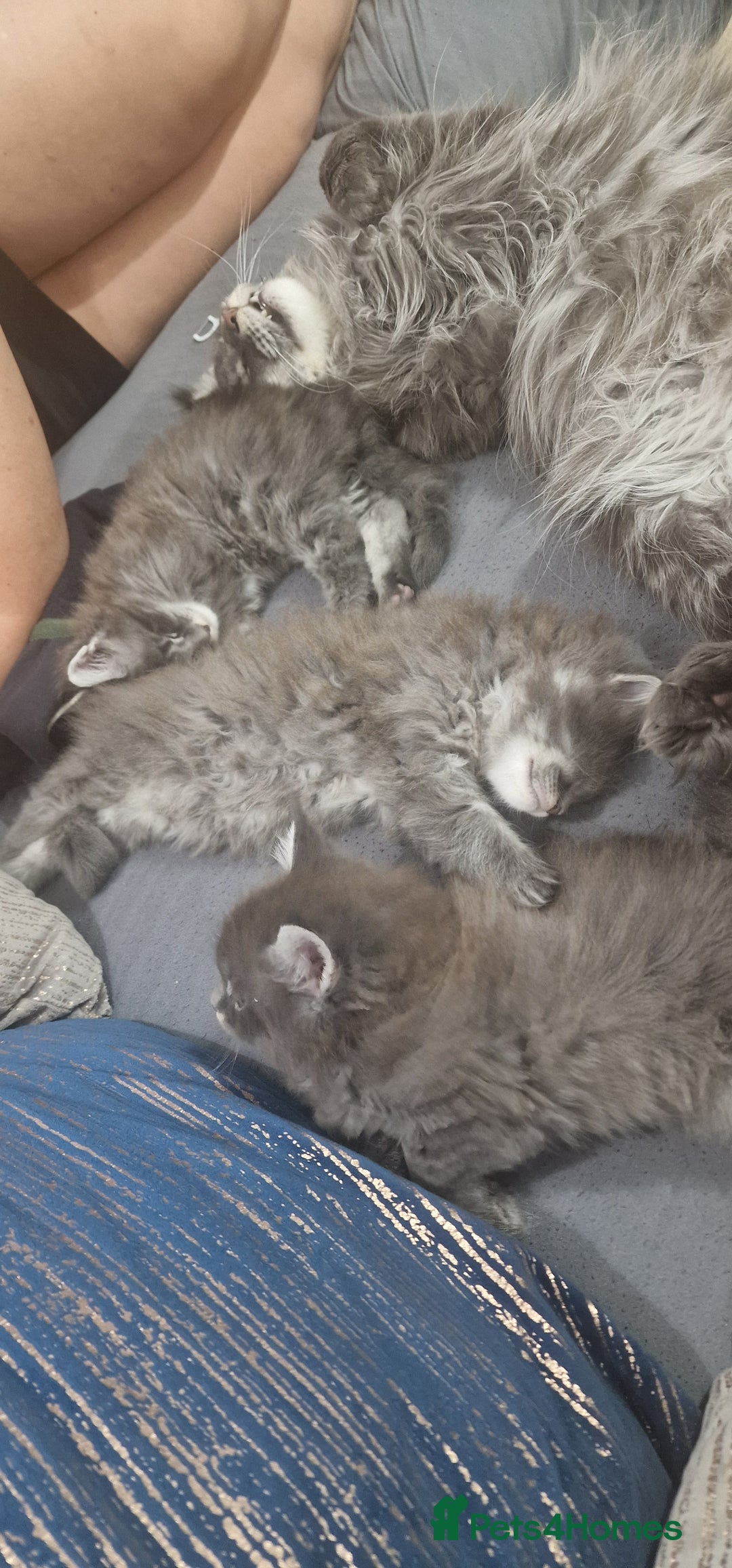Maine Coon cats for sale: 🐾 Three Majestic Pedigree Maine Coon Kittens! 🏡 - Advert 21