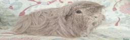 Guinea Pig rodents for sale: MEADOW SIDE CAVIES BABY GUINEA PIGS HEREFORDSHIRE  - Advert 6