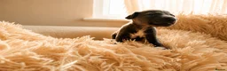 Italian Greyhound dogs for sale: 1 BOY LEFT Italian Greyhound Puppies - Advert 17